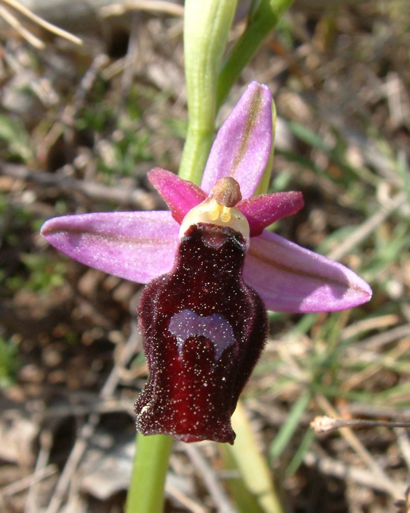 Ophrys ferrum-equinum